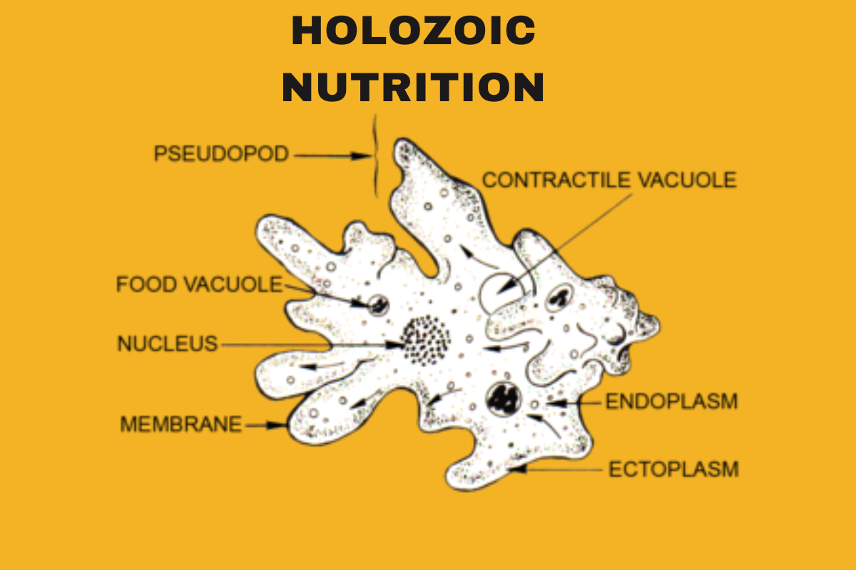 Holozoic Nutrition 